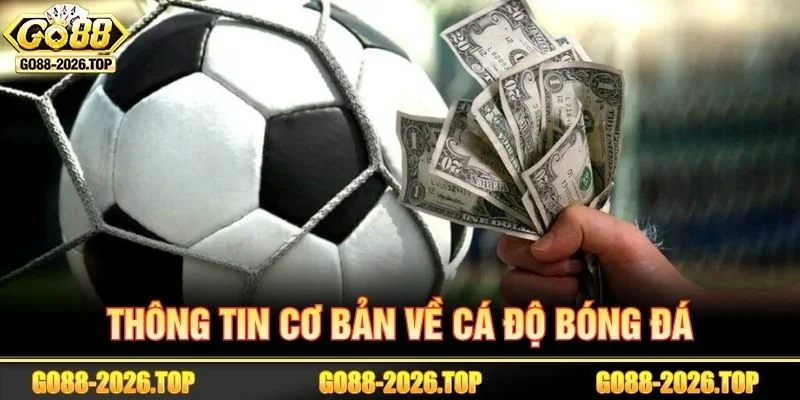 Nắm thông tin cơ bản để học thuật ngữ cá độ bóng đá dễ hơn.